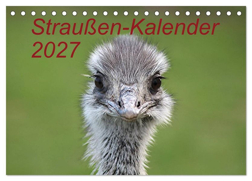 Straußen-Kalender 2027 (Tischkalender 2027 DIN A5 quer) CALVENDO Monatskalender