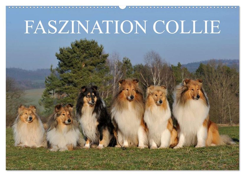 Faszination Collie 2027 (Wandkalender 2027 DIN A2 quer) CALVENDO Monatskalender