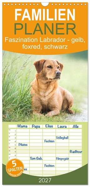 Familienplaner 2027 - Faszination Labrador - gelb foxred schwarz mit 5 Spalten (Wandkalender 21 x 45 cm) CALVENDO