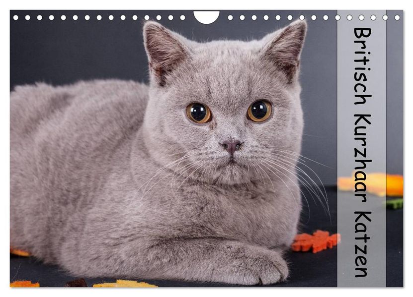 Britisch Kurzhaar Katzen (Wandkalender 2027 DIN A4 quer) CALVENDO Monatskalender