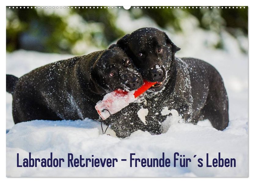 Labrador Retriever - Freunde fürs Leben (Wandkalender 2027 DIN A2 quer) CALVENDO Monatskalender