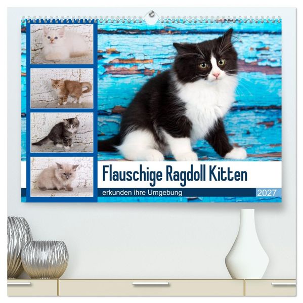 Flauschige Ragdoll Kitten (hochwertiger Premium Wandkalender 2027 DIN A2 quer) Kunstdruck in Hochglanz