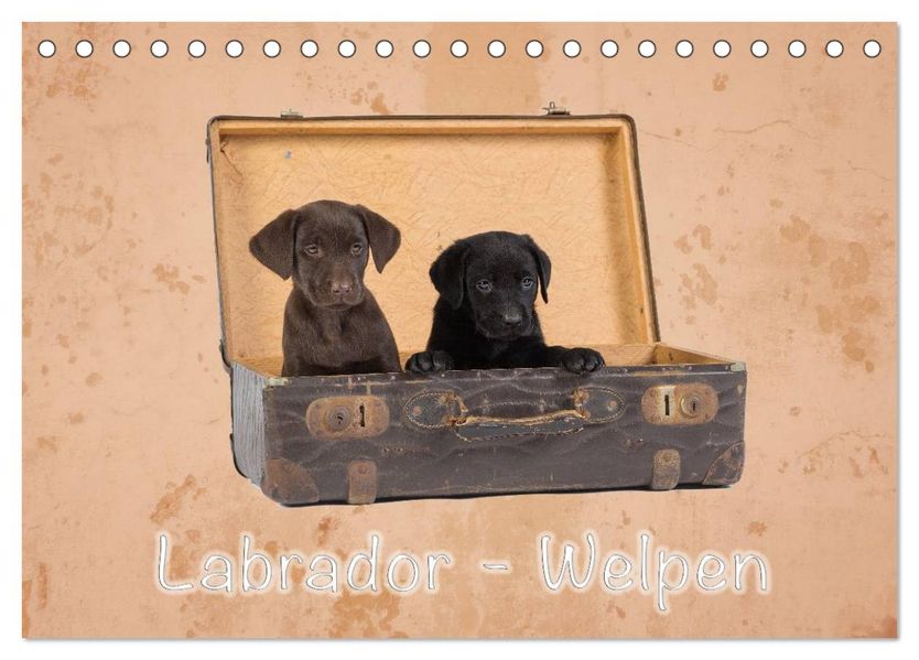 Labrador - Welpen (Tischkalender 2027 DIN A5 quer) CALVENDO Monatskalender