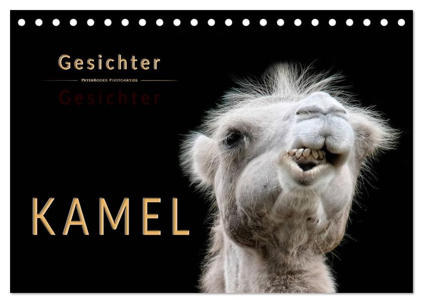 Kamel Gesichter (Tischkalender 2027 DIN A5 quer) CALVENDO Monatskalender