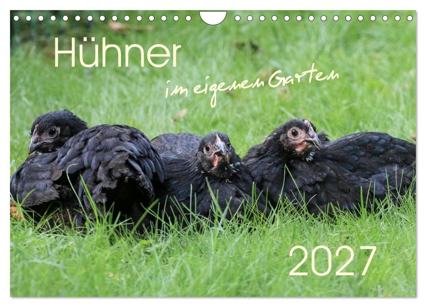 Hühner im eigenen Garten (Wandkalender 2027 DIN A4 quer) CALVENDO Monatskalender