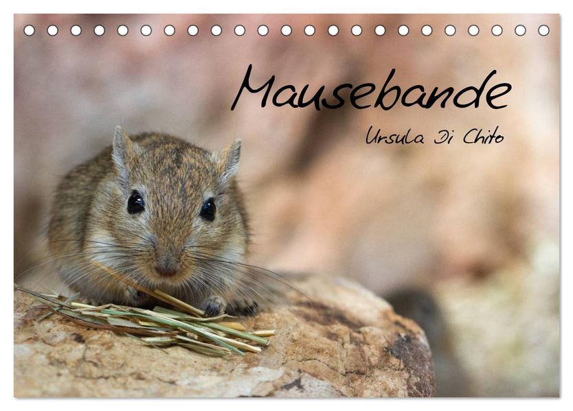 Mausebande (Tischkalender 2027 DIN A5 quer) CALVENDO Monatskalender