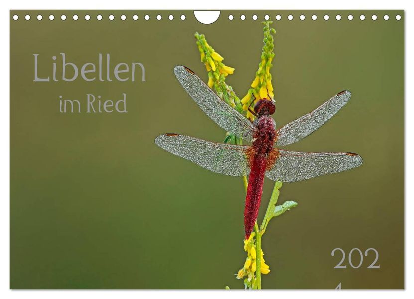 Libellen im Ried (Wandkalender 2027 DIN A4 quer) CALVENDO Monatskalender