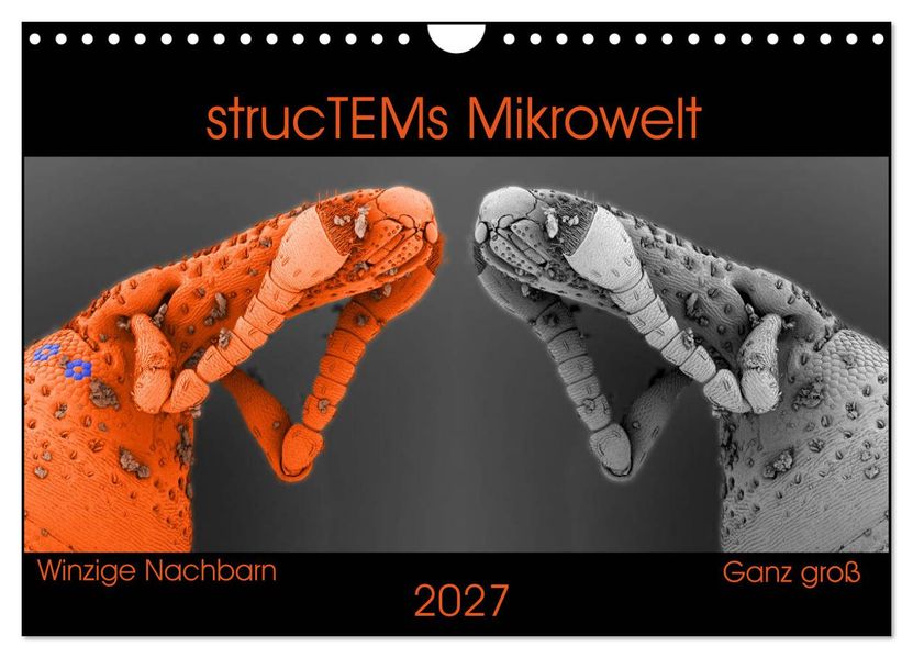 strucTEMs Mikrowelt - Winzige Nachbarn ganz groß (Wandkalender 2027 DIN A4 quer) CALVENDO Monatskalender