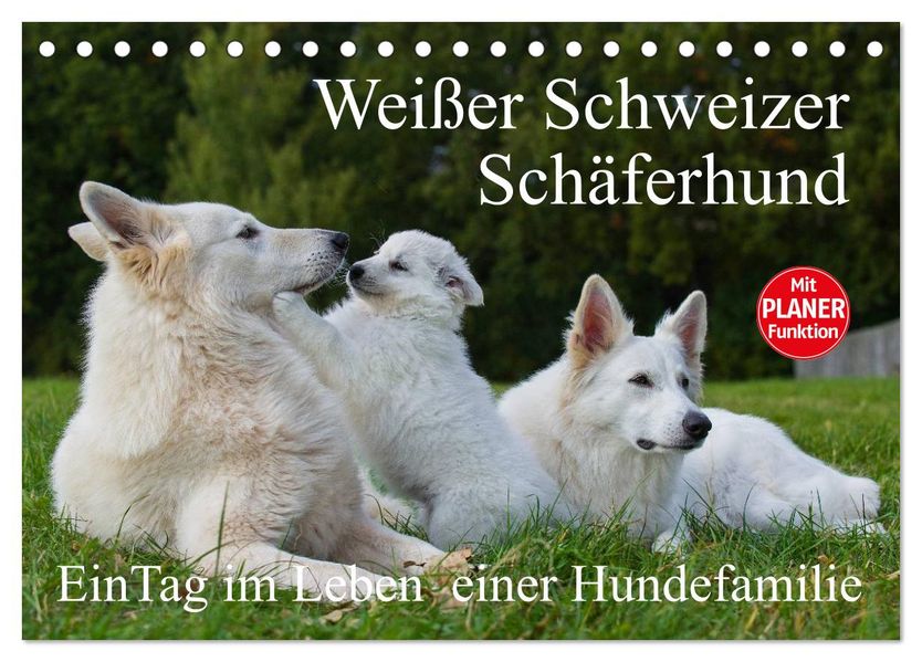 Weißer Schweizer Schäferhund - Ein Tag im Leben einer Hundefamilie (Tischkalender 2027 DIN A5 quer) CALVENDO Monatskalender