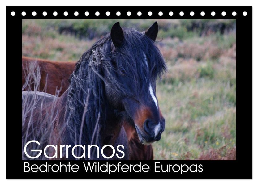 Garranos - Bedrohte Wildpferde Europas (Tischkalender 2027 DIN A5 quer) CALVENDO Monatskalender