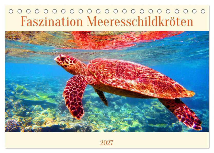 Faszination Meeresschildkröten (Tischkalender 2027 DIN A5 quer) CALVENDO Monatskalender