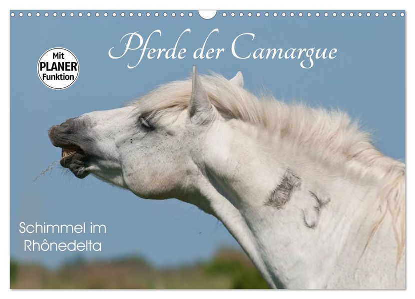 Pferde der Camargue - Schimmel im Rhônedelta (Wandkalender 2027 DIN A3 quer) CALVENDO Monatskalender
