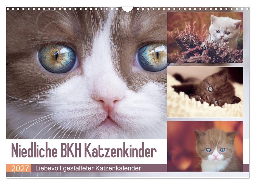 Niedliche BKH Katzenkinder (Wandkalender 2027 DIN A3 quer) CALVENDO Monatskalender