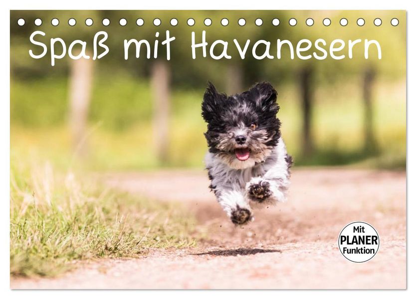 Spaß mit Havanesern (Tischkalender 2027 DIN A5 quer) CALVENDO Monatskalender
