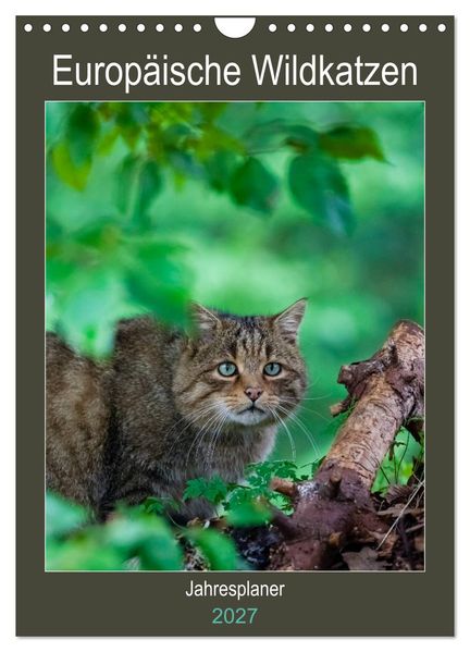 Europäische Wildkatzen - Jahresplaner (Wandkalender 2027 DIN A4 hoch) CALVENDO Monatskalender