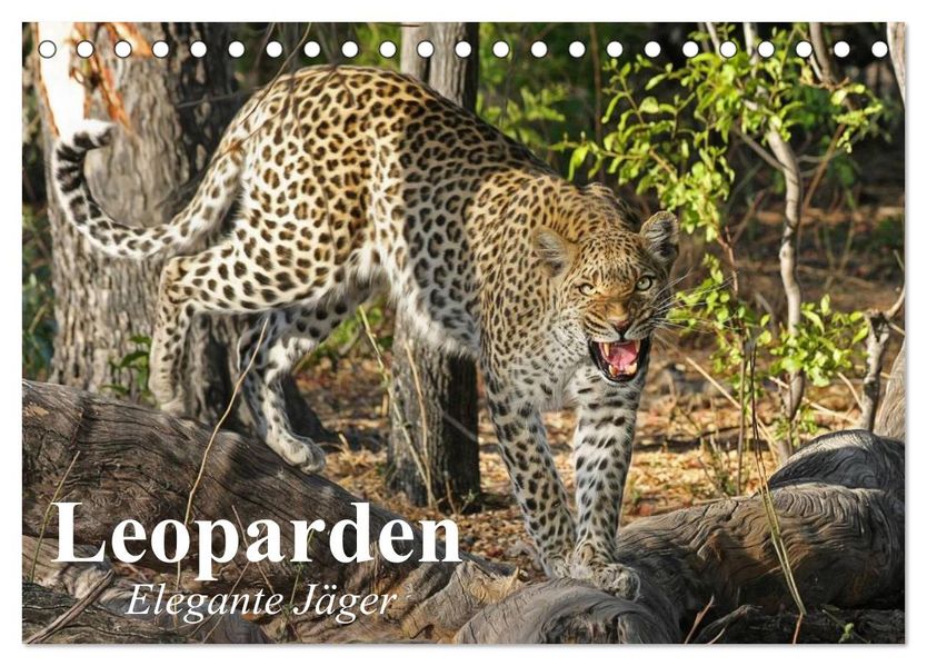 Leoparden. Elegante Jäger (Tischkalender 2027 DIN A5 quer) CALVENDO Monatskalender