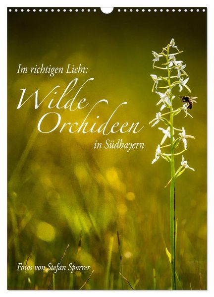 Im richtigen Licht: Wilde Orchideen in Südbayern (Wandkalender 2027 DIN A3 hoch) CALVENDO Monatskalender
