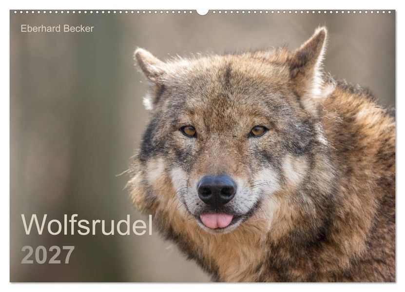 Wolfsrudel (Wandkalender 2027 DIN A2 quer) CALVENDO Monatskalender