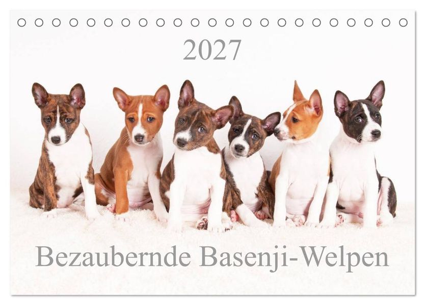 Bezaubernde Basenji-Welpen (Tischkalender 2027 DIN A5 quer) CALVENDO Monatskalender