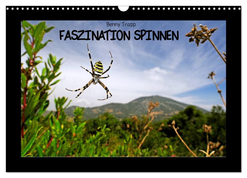 Faszination Spinnen (Wandkalender 2027 DIN A3 quer) CALVENDO Monatskalender