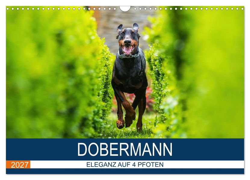 Dobermann 2027 (Wandkalender 2027 DIN A3 quer) CALVENDO Monatskalender