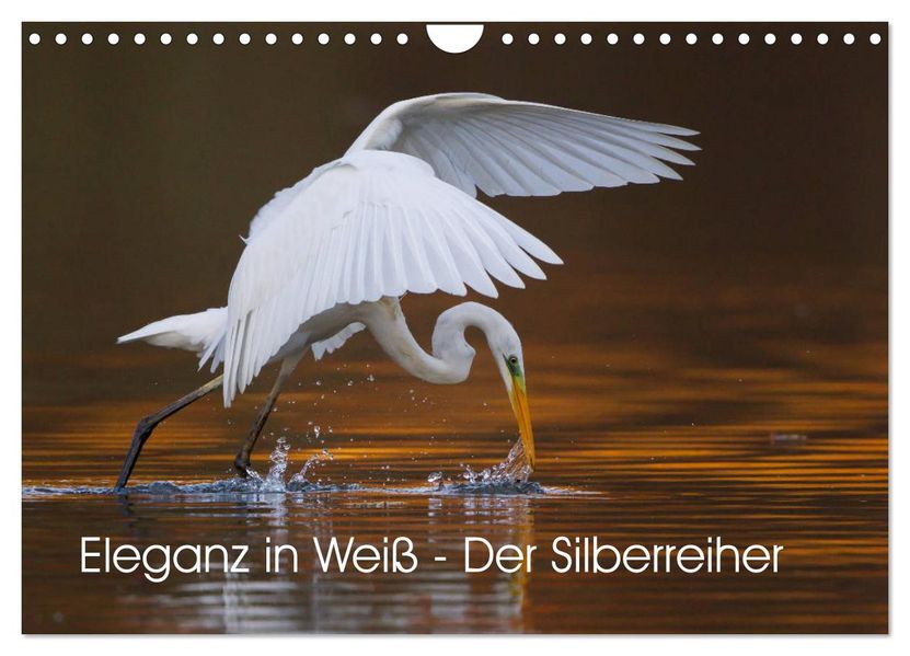 Eleganz in Weiß - Der Silberreiher (Wandkalender 2027 DIN A4 quer) CALVENDO Monatskalender
