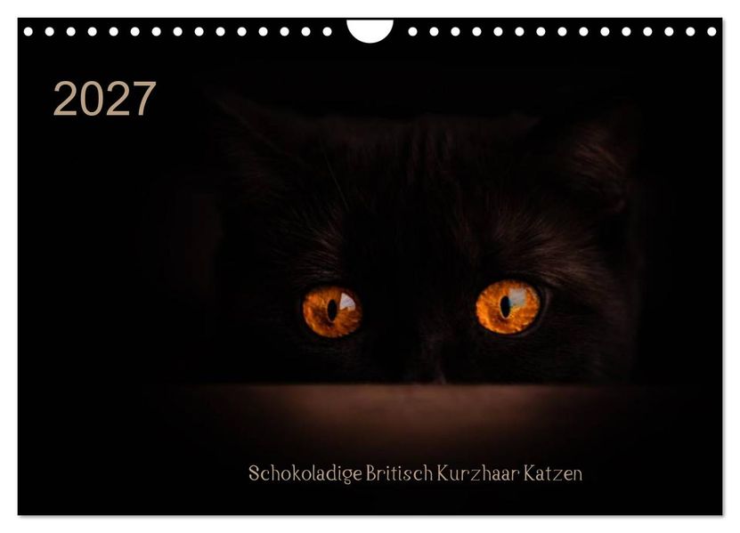 Schokoladige Britisch Kurzhaar Katzen (Wandkalender 2027 DIN A4 quer) CALVENDO Monatskalender
