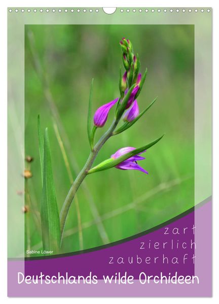 Deutschlands wilde Orchideen (Wandkalender 2027 DIN A3 hoch) CALVENDO Monatskalender