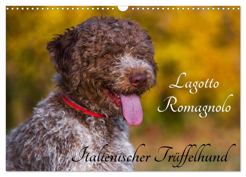 Lagotto Romagnolo - Italienischer Trüffelhund (Wandkalender 2027 DIN A3 quer) CALVENDO Monatskalender