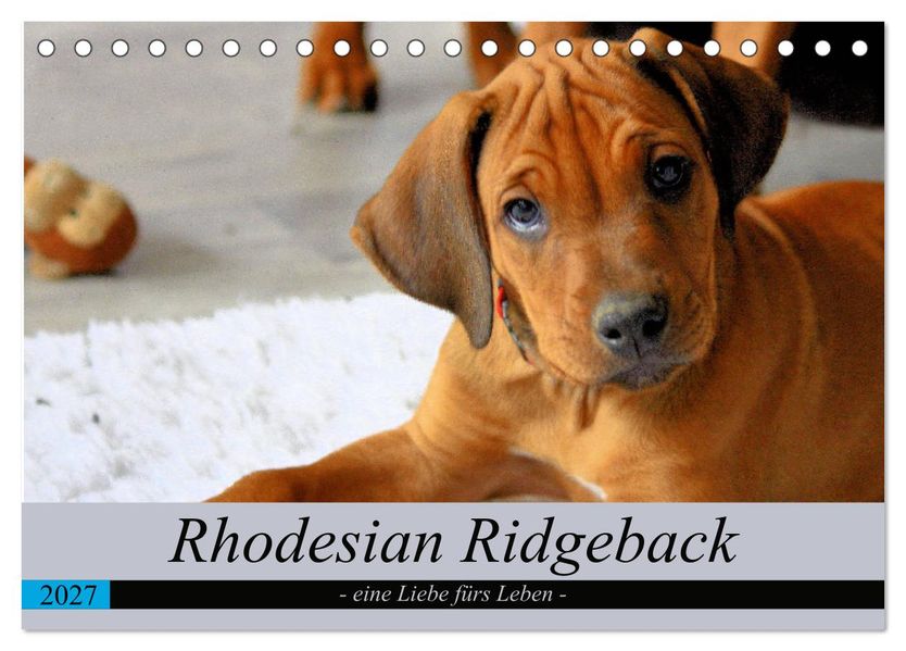 Rhodesian Ridgeback - eine Liebe fürs Leben (Tischkalender 2027 DIN A5 quer) CALVENDO Monatskalender