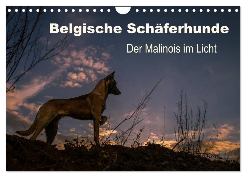 Belgische Schäferhunde - Der Malinois im Licht (Wandkalender 2027 DIN A4 quer) CALVENDO Monatskalender