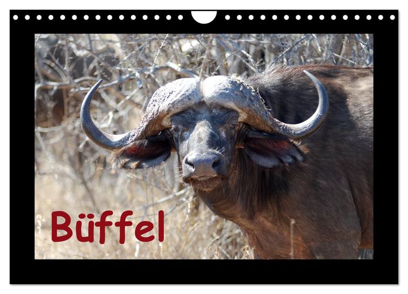 Büffel (Wandkalender 2027 DIN A4 quer) CALVENDO Monatskalender