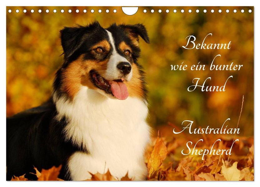 Bekannt wie ein bunter Hund. Australian Shepherd (Wandkalender 2027 DIN A4 quer) CALVENDO Monatskalender