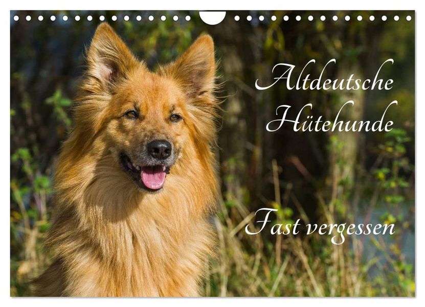Altdeutsche Hütehunde - Fast vergessen (Wandkalender 2027 DIN A4 quer) CALVENDO Monatskalender