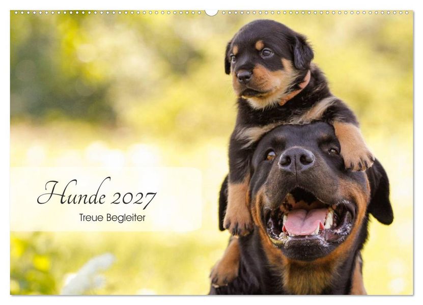 Hunde 2027 - Treue Begleiter (Wandkalender 2027 DIN A2 quer) CALVENDO Monatskalender