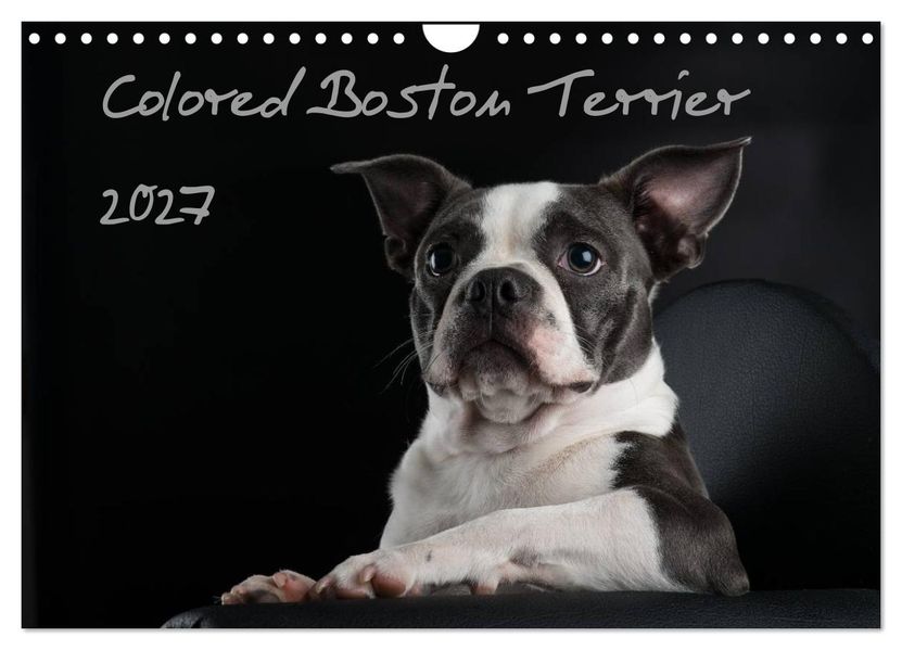 Colored Boston Terrier 2027 (Wandkalender 2027 DIN A4 quer) CALVENDO Monatskalender