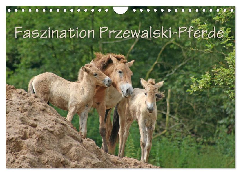 Faszination Przewalski-Pferde (Wandkalender 2027 DIN A4 quer) CALVENDO Monatskalender