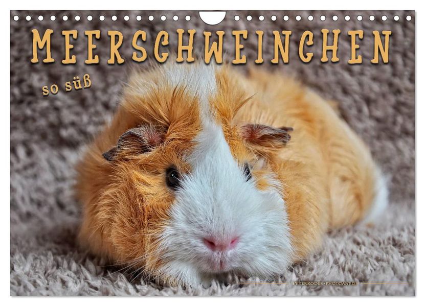 Meerschweinchen - so süß (Wandkalender 2027 DIN A4 quer) CALVENDO Monatskalender