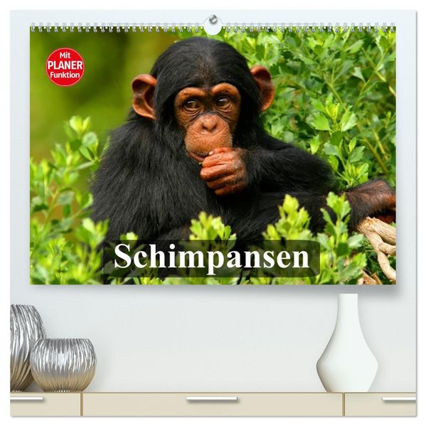 Schimpansen (hochwertiger Premium Wandkalender 2027 DIN A2 quer) Kunstdruck in Hochglanz