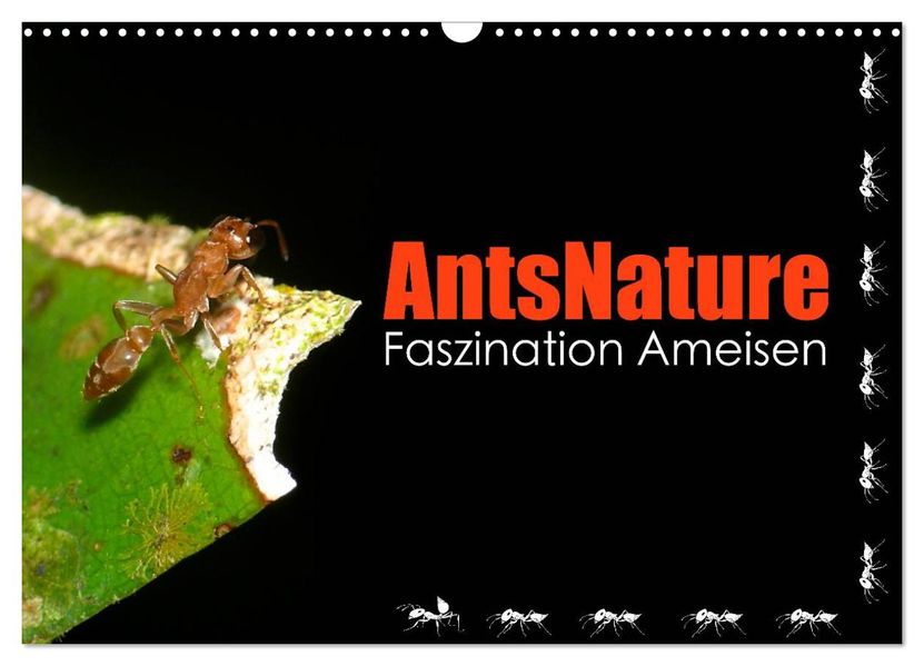 AntsNature - Faszination Ameisen (Wandkalender 2027 DIN A3 quer) CALVENDO Monatskalender