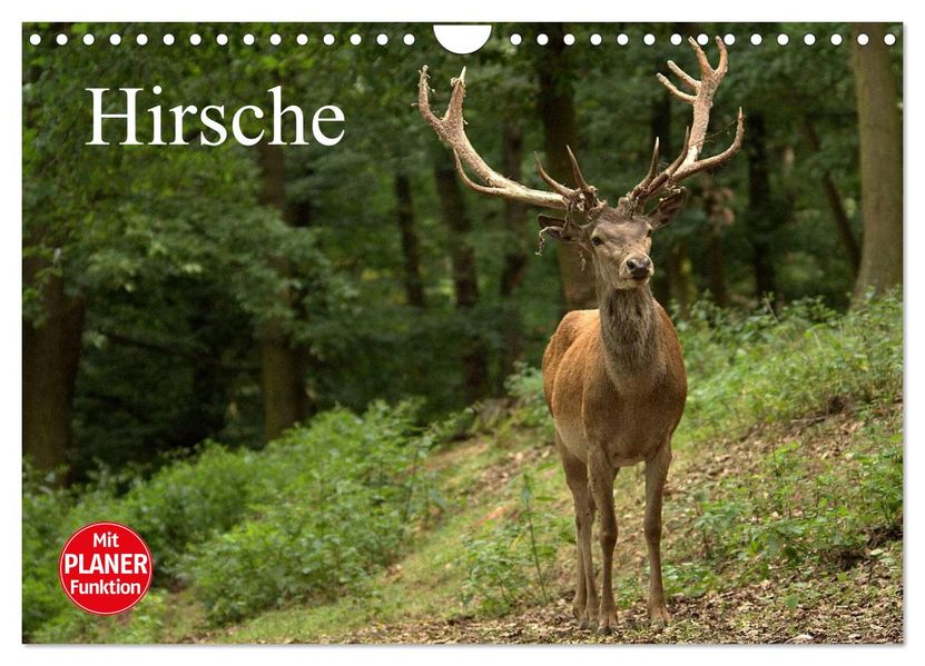 Hirsche (Wandkalender 2027 DIN A4 quer) CALVENDO Monatskalender