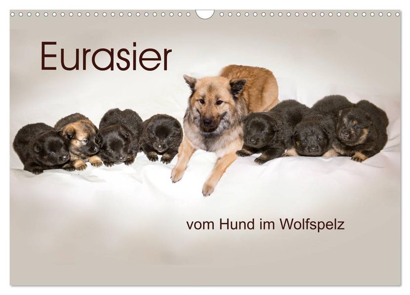 Eurasier der Hund im Wolfspelz (Wandkalender 2027 DIN A3 quer) CALVENDO Monatskalender