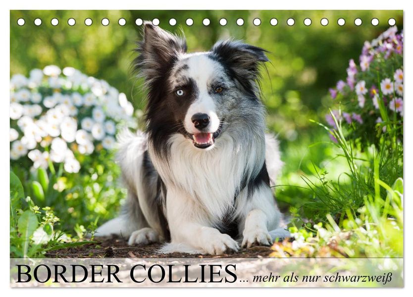 Border Collies - nicht nur schwarzweiß (Tischkalender 2027 DIN A5 quer) CALVENDO Monatskalender