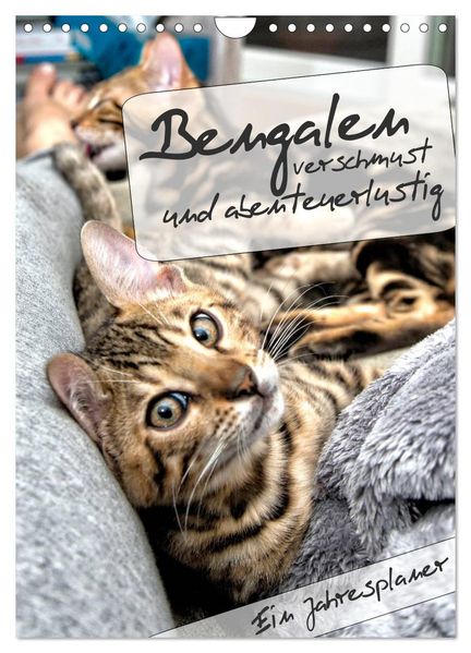 Bengalen - verschmust und abenteuerlustig (Wandkalender 2027 DIN A4 hoch) CALVENDO Monatskalender