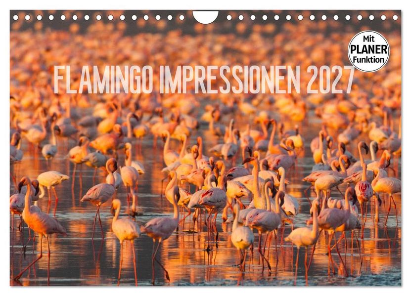 Flamingo Impressionen 2027 (Wandkalender 2027 DIN A4 quer) CALVENDO Monatskalender