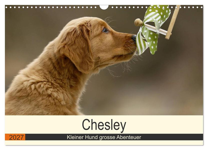 Chesley Kleiner Hund grosse Abenteuer (Wandkalender 2027 DIN A3 quer) CALVENDO Monatskalender