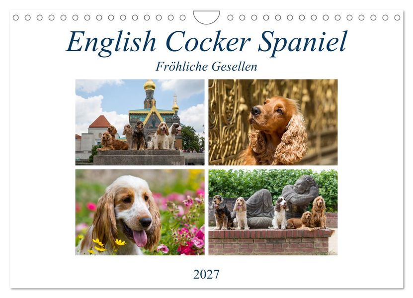 English Cocker Spaniel - Fröhliche Gesellen (Wandkalender 2027 DIN A4 quer) CALVENDO Monatskalender