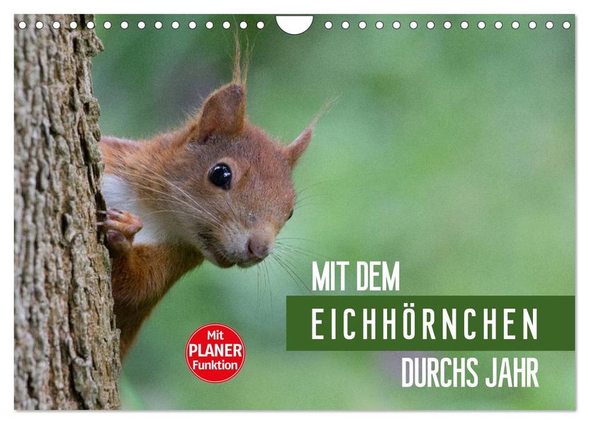 Mit dem Eichhörnchen durchs Jahr (Wandkalender 2027 DIN A4 quer) CALVENDO Monatskalender