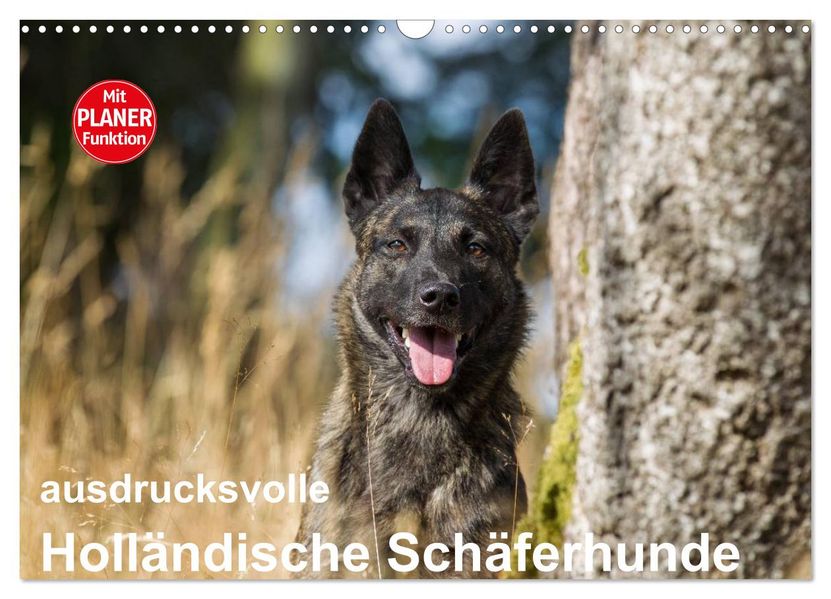 ausdrucksvolle Holländische Schäferhunde (Wandkalender 2027 DIN A3 quer) CALVENDO Monatskalender