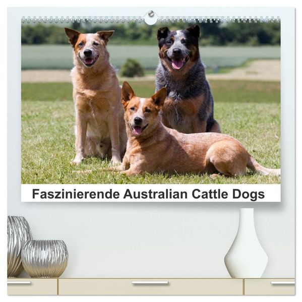 Faszinierende Australian Cattle Dogs (hochwertiger Premium Wandkalender 2027 DIN A2 quer) Kunstdruck in Hochglanz